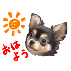[LINEスタンプ] お犬さまーず