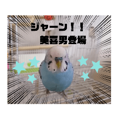 [LINEスタンプ] セキセイインコの美喜男