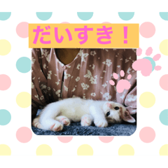 [LINEスタンプ] 茶白子猫☆ひなたちゃん☆6