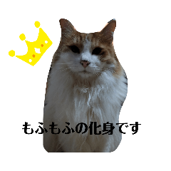 [LINEスタンプ] 家の猫ズ@きなこもち