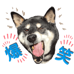 [LINEスタンプ] 表情豊かな黒柴リキたん.2