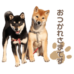 [LINEスタンプ] 豆柴きょうだい もなかとあずき