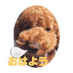 [LINEスタンプ] トイプードルの丼4