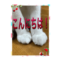 [LINEスタンプ] ニャンコの返事5