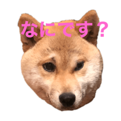 [LINEスタンプ] チコの生活スタンプ