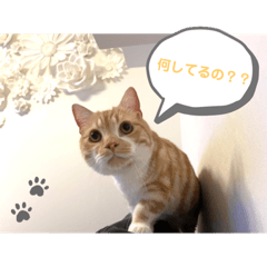 [LINEスタンプ] たいうに2
