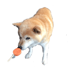 [LINEスタンプ] 柴犬アテネ2