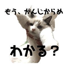 [LINEスタンプ] うちの猫大好きっこクラブ