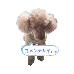 [LINEスタンプ] トイプーりり