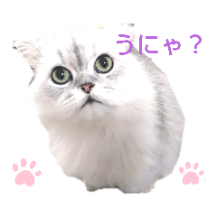 [LINEスタンプ] テンプラ君