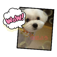 [LINEスタンプ] モフィの毎日