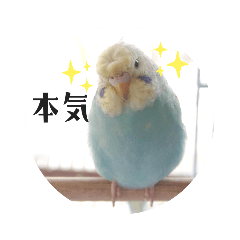 [LINEスタンプ] セキセイインコのペロとメロ