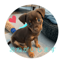 [LINEスタンプ] 犬のBlue