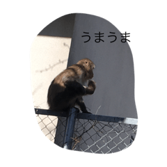 [LINEスタンプ] 猿の思い
