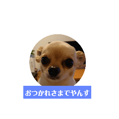 [LINEスタンプ] チワワの顔面だけのスタンプ