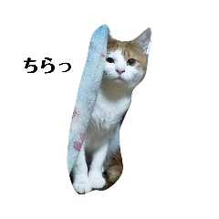 [LINEスタンプ] 家の猫ズ@メンマ