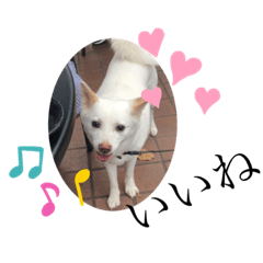 [LINEスタンプ] のんこがたくさん