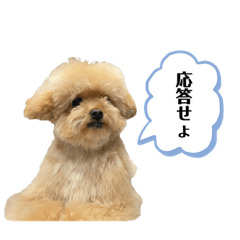 [LINEスタンプ] おばぁわんズ2♫
