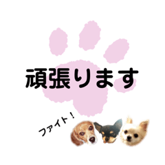 [LINEスタンプ] みやきょん チャッピー チョコ ラッキー 1