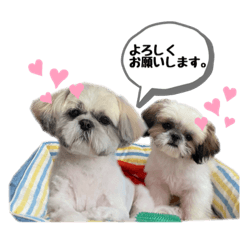 [LINEスタンプ] 仲良しシーズー☆写真スタンプ