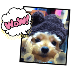 [LINEスタンプ] わんわんヨーキー家族