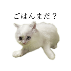 [LINEスタンプ] まいすいーとちっちちゃん