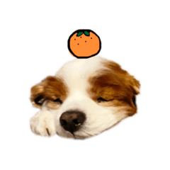 [LINEスタンプ] ろんもっとちっちこスタンプ
