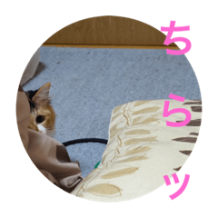 [LINEスタンプ] みいさんチラ見