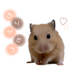 [LINEスタンプ] あんずと愉快な仲間たち。