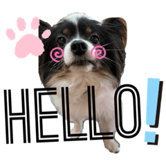 [LINEスタンプ] パピヨンのふうkun／2
