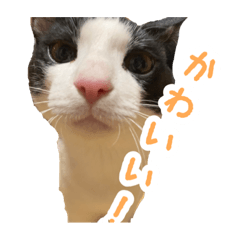 [LINEスタンプ] さすけの気持ち