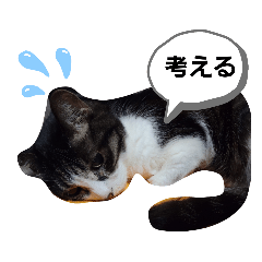 [LINEスタンプ] 猫にゃんのおうち会話