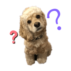 [LINEスタンプ] アメコカ コトちゃんのスタンプ
