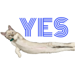 [LINEスタンプ] シャムトラオ