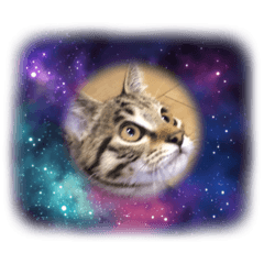[LINEスタンプ] 虎徹の可愛いスタンプ