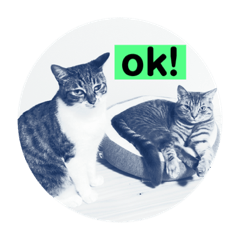 [LINEスタンプ] にゃんズ！