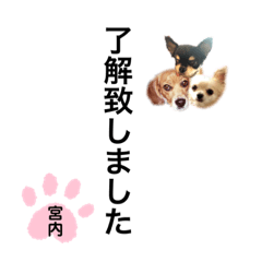 [LINEスタンプ] チャッピーチョコラッキーキョン