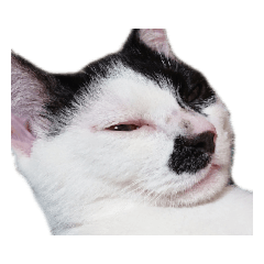 [LINEスタンプ] えらいねこ