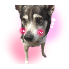 [LINEスタンプ] のっちとけけの犬たち♡