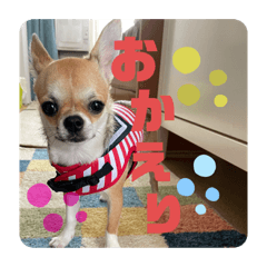 [LINEスタンプ] かわいいアイ犬ちわわ2改