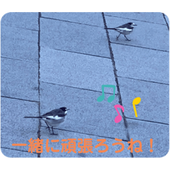 [LINEスタンプ] かわいいセキレイさんたち