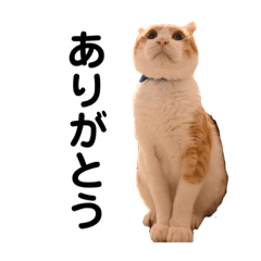 [LINEスタンプ] ねこのベビー1