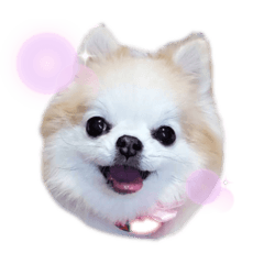 [LINEスタンプ] ひなちゃん.com