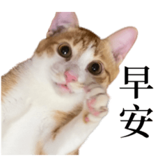 [LINEスタンプ] 猫の栗ちゃん、今日も元気