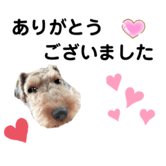 [LINEスタンプ] ウェルシュテリア♡ジェリーさんの1日(13)