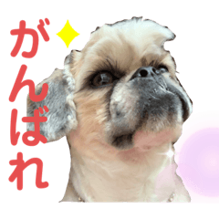 [LINEスタンプ] モヒカン蓮くんの呟き