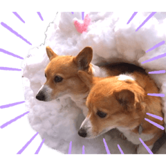 [LINEスタンプ] 大園家の天使達