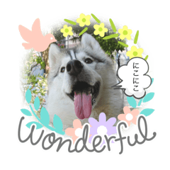[LINEスタンプ] ハスキーのリー