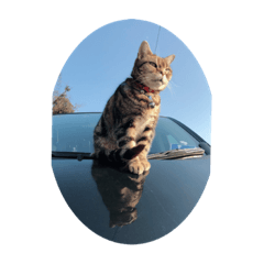 [LINEスタンプ] 畑猫のミイ＆チロ