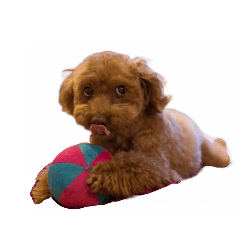 [LINEスタンプ] おじまろのきもち